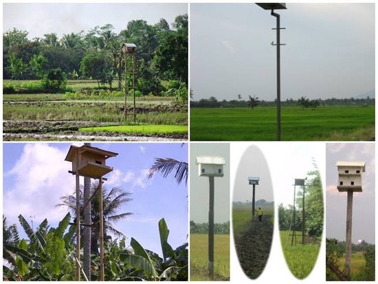 RAGAM RUMAH BURUNG HANTU
