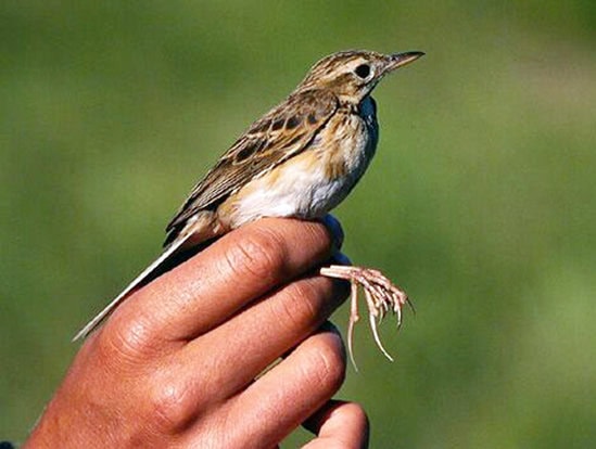 Cakar dan kuku richard's pipit.