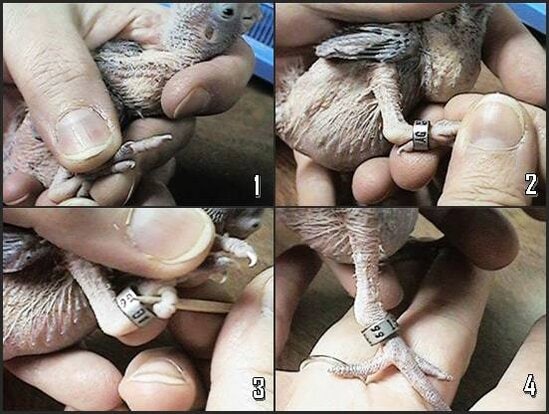 Tehnik memasang ring pada cockatiel usia 10 hari
