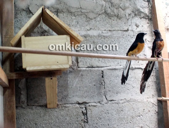 SIM Bird Farm Bekasi