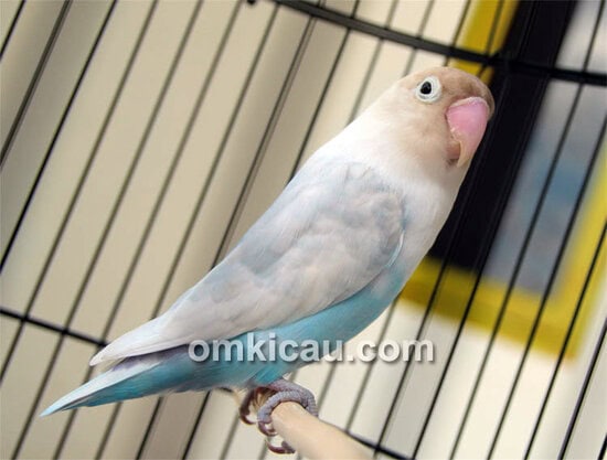 Lovebird Blue Reg