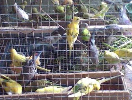 Parkit dalam kandang ombyokan ( foto: tokobagus.com )