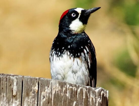 Burung pelatuk acorn