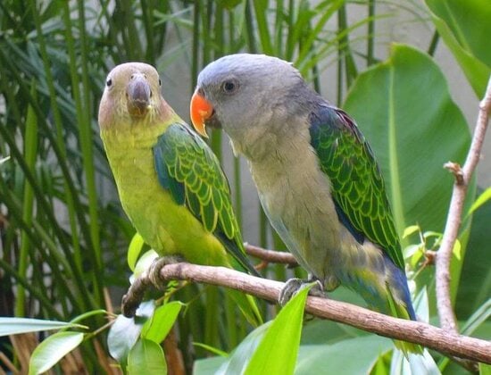 Nuri tanau betina ( kiri ) dan jantan sebelah kanan, tampak berbeda dari warna tubuhnya