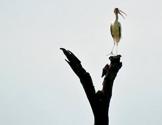 Burung bluwok (Mycteria cinerea) bertengger di pohon kering . (Foto: Antara/Zabur Karuru)