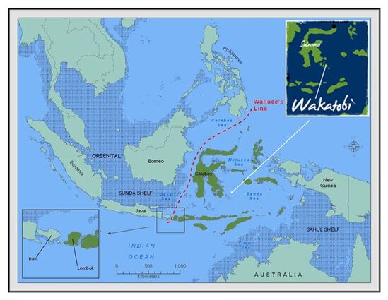 Garis batas Wallacea