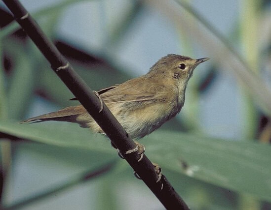 Burung marsh warbler