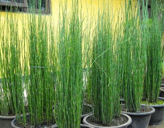 4 Tahap Menanam Bunga Bambu Air Serta Perawatannya Pak Tani Digital