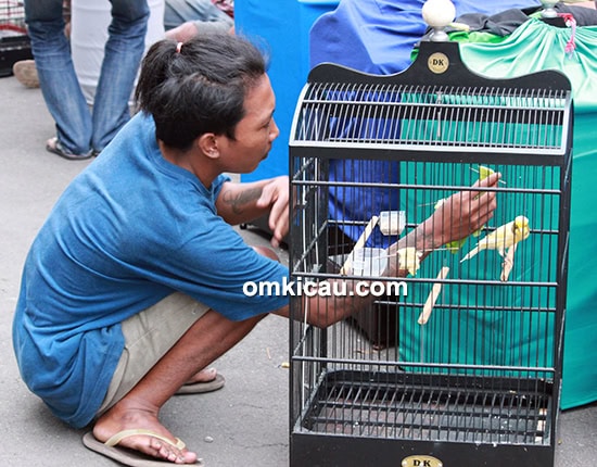 Om Aziz Rika dan kenari Oodsy