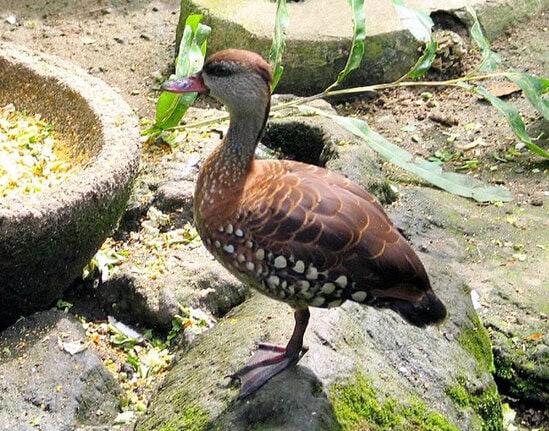 Burung belibis totol