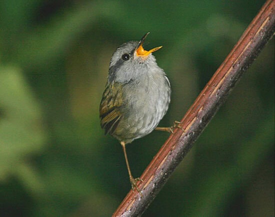 Tesia jawa - Javan tesia (Tesia superciliaris)