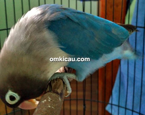 Gaya lovebird Kembang Goyang