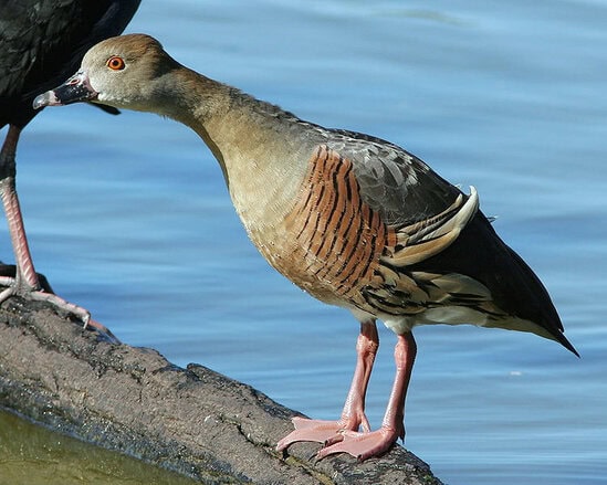 Burung belibis rumbai