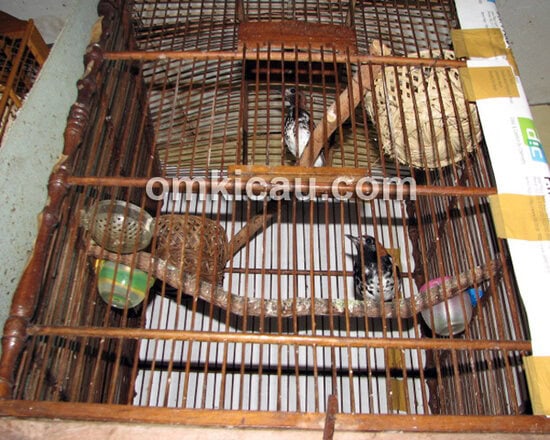 Sarang diletakkan di sudut sangkar, dekat dengan tangkringan.