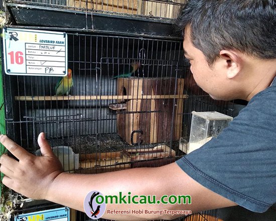 penangkaran lovebird
