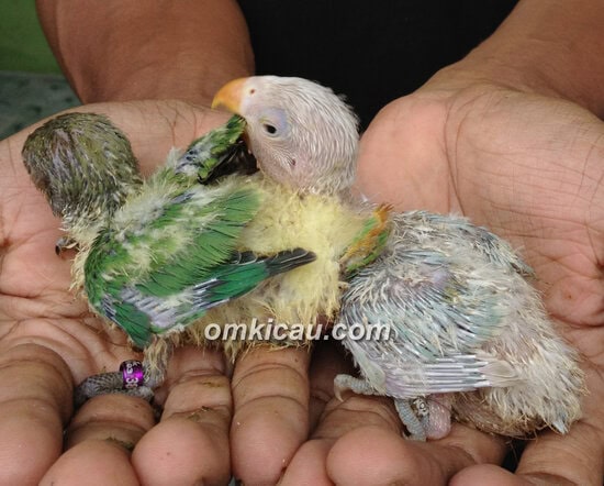 Anakan lovebird umur 8 -10 hari.