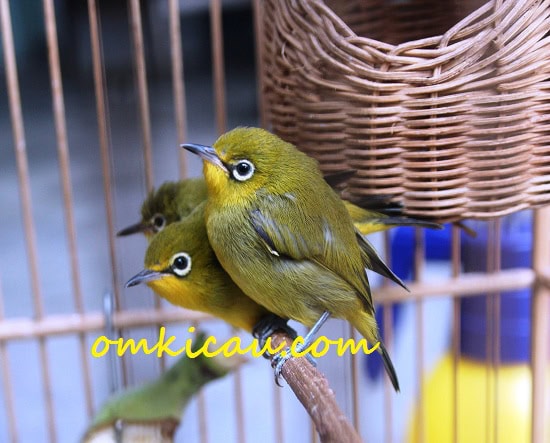 PLECI PIYIK - BISA DIMASTER Pemasteran burung pleci