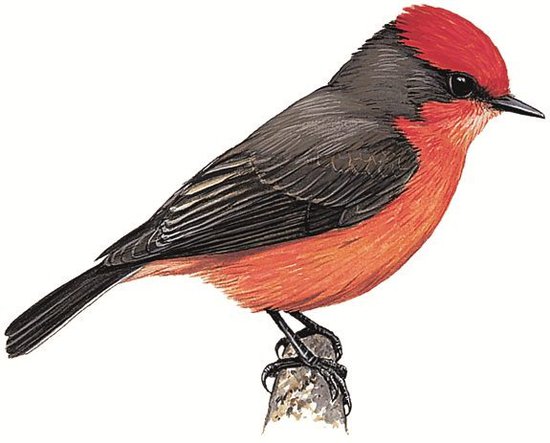 Least Vermilion Flycatcher