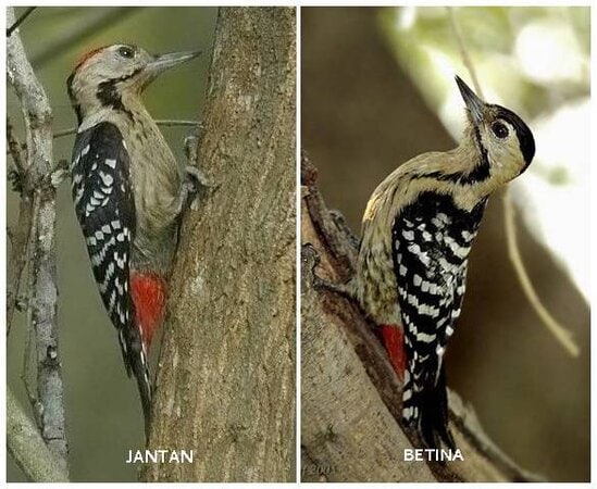 Pelatuk ulam atau caladi ulam