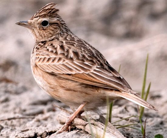 Burung sanma oriental (Alauda gulgula)