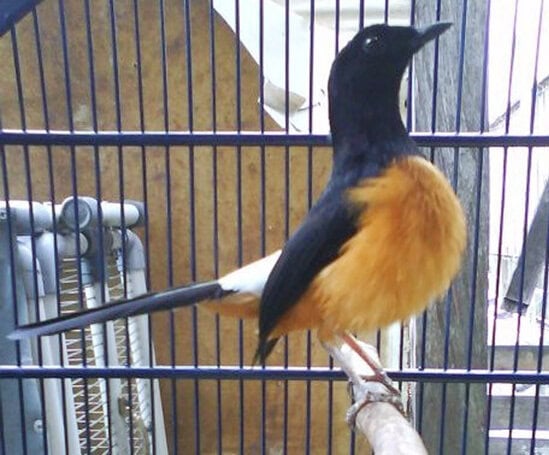burung murai batu borneo murai batu borneo