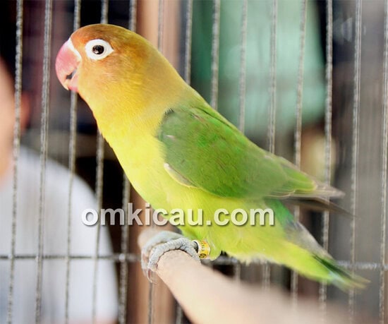 Lovebird Kayla