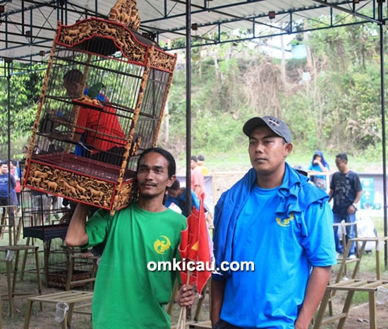Cucak ijo Kembang Desa