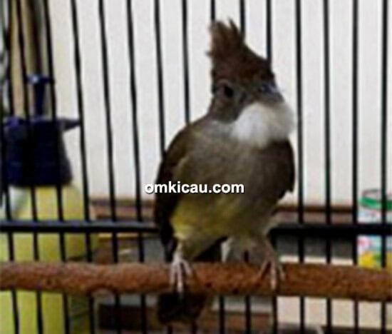 Cucak hijau Karin
