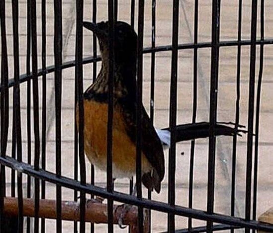 Murai batu yang sudah berumur 67 hari dan bisa dimaster dengan suara burung lain