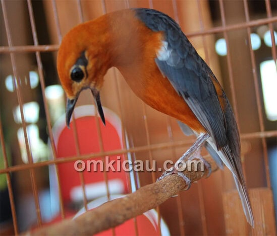 Anis merah jawara