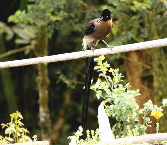 Burung paruh-sabit cokelat jantan