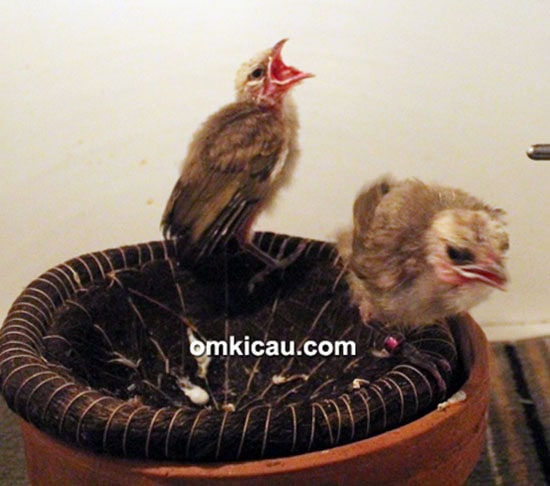 Breeding cucakrawa MBR BF Bogor