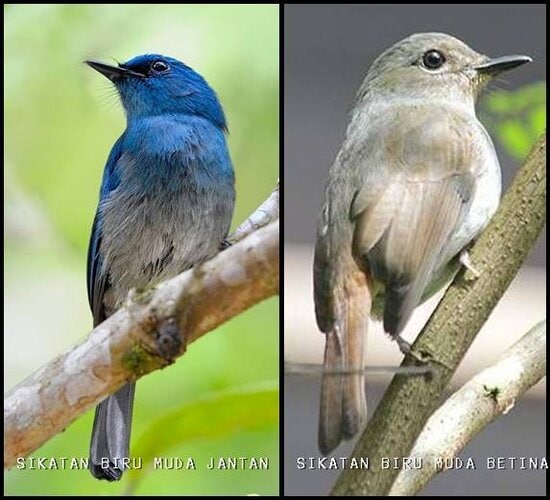 Perbedaan jantan betina sikatan biru muda