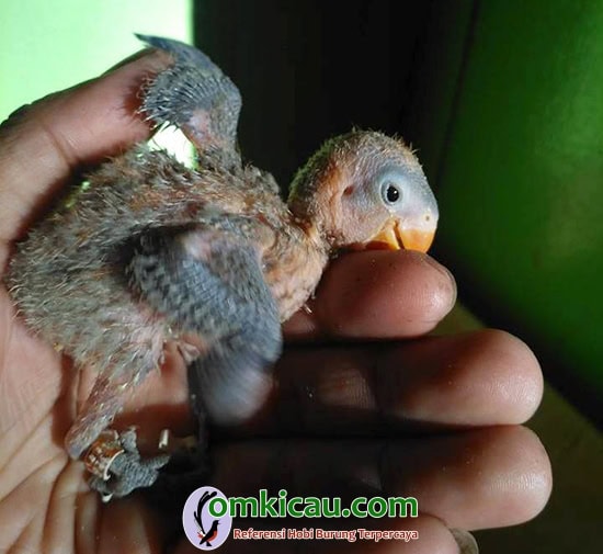 piyikan lovebird