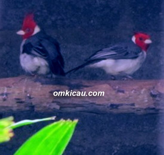 Pasangan angry bird di kandang penangkaran MBOF Bogor.
