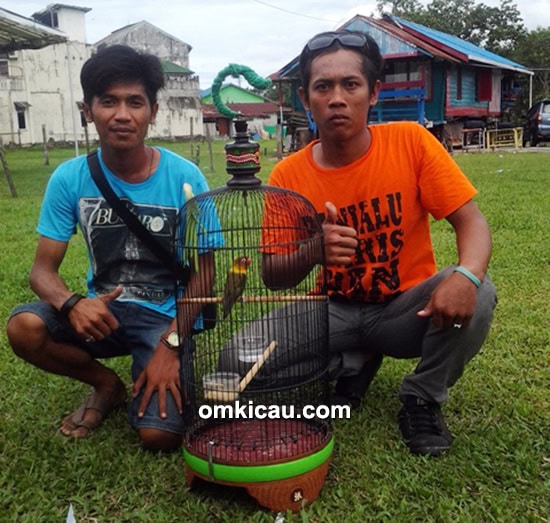Lovebird Badriah milik H Budi (Handil)