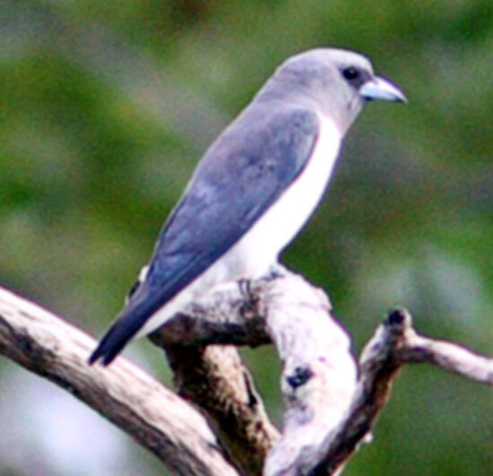 Burung kekep babi ras albiventer.