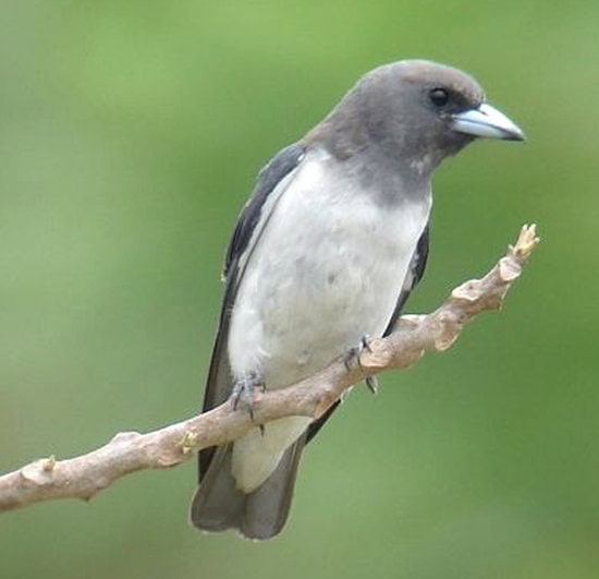 Burung kekep babi ras amydrus.