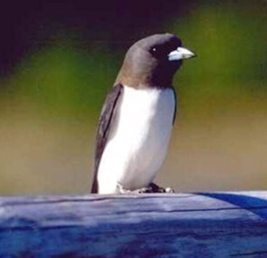 Burung kekep babi ras leucipygialis.