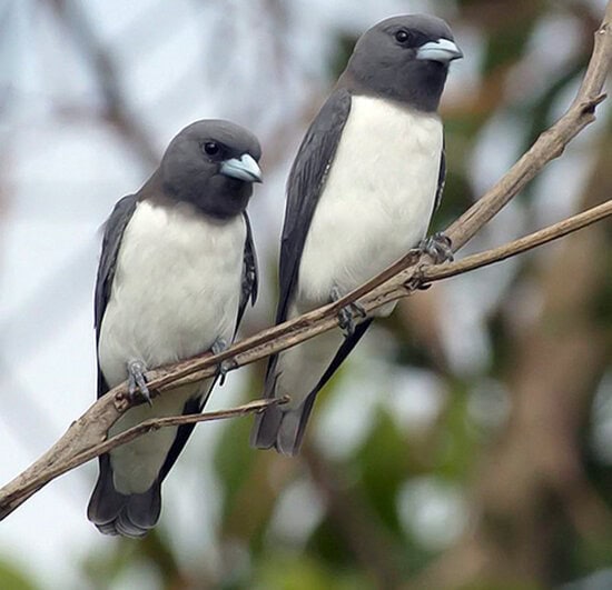 Burung Kekep babi ras leucorynchus