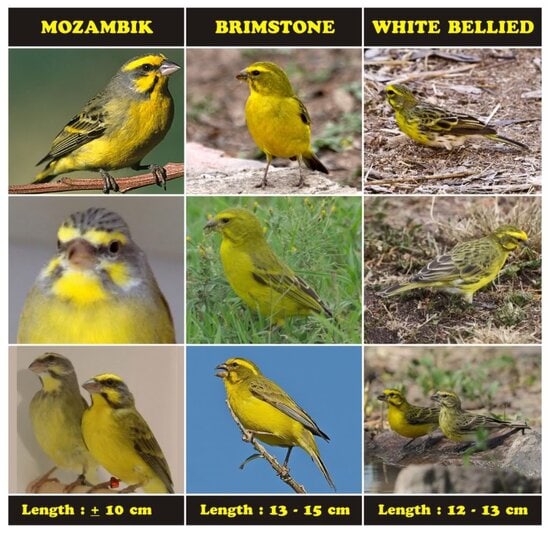PERBEDAAN ANTARA MOZA-BRIMSTONE-WHITEBELLIED