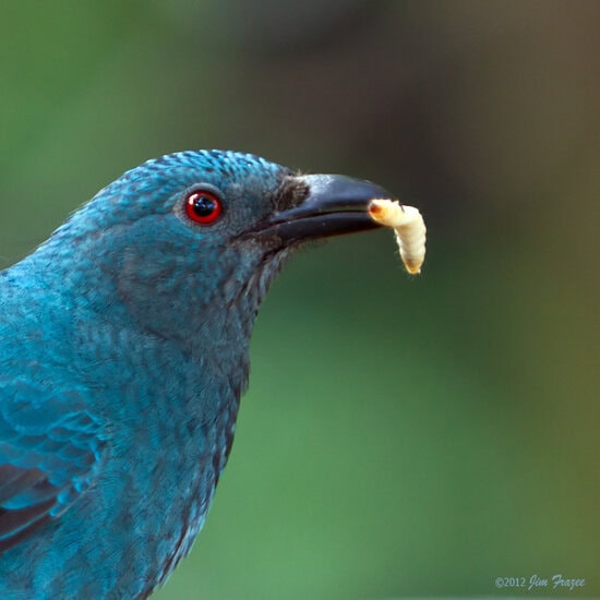 Burung betina asyik menyantap ulat.