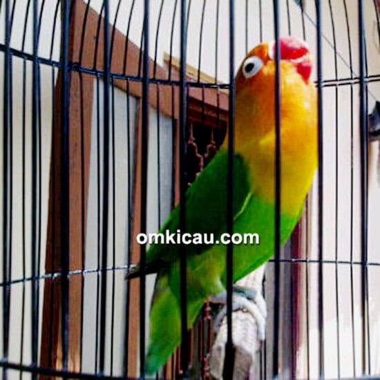 Seiryu, lovebird jantan