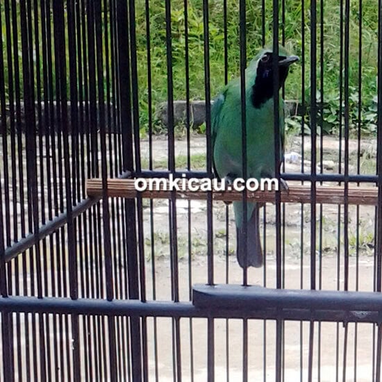 Cucak hijau Hanoman