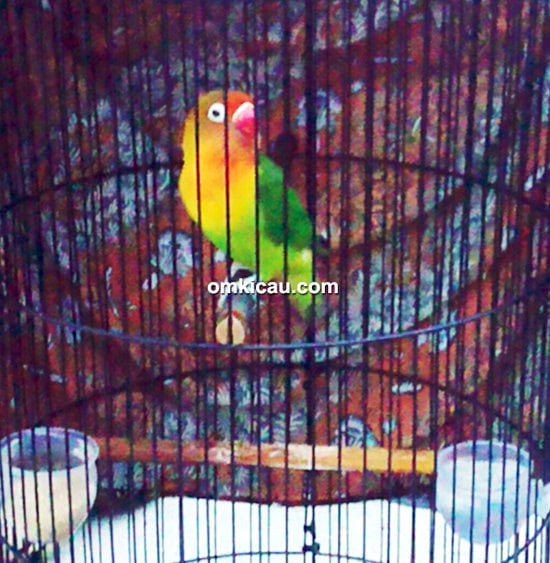 Lovebird Tessa