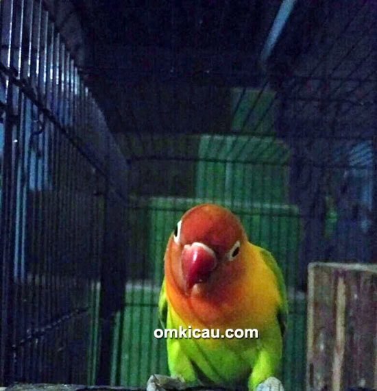 lovebird Aidan
