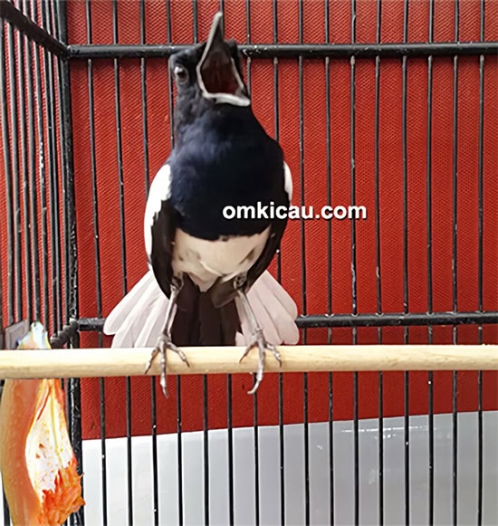 meredam birahi burung kacer meredam birahi burung kacer
