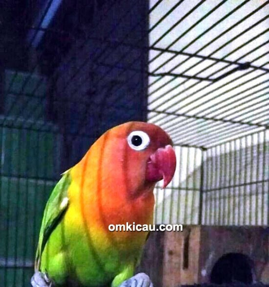 lovebird Aidan