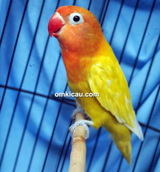 Lovebird Yellow Lady