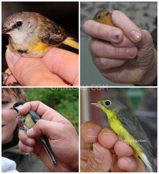 Beberapa cara memegang burung dengan tepat